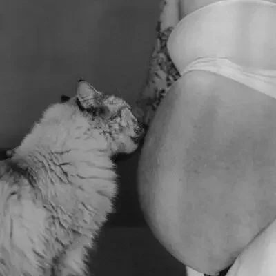 Katt slickar på gravid kvinnas mage